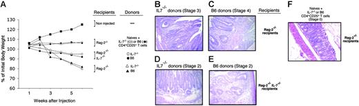 Figure 6. IBD-inducing potential from naive IL-7–/– CD4+ T cells. (A) Weight loss expressed as a percentage of initial body weight at the indicated times after injection of naive CD4+ T cells (groups of 3-5 mice). (▪) indicates noninjected mice; (♦, ⋄), Rag-2–/– recipients of mixtures of naive CD4 cells with B6 or IL-7–/– CD4+CD25+ T cells, respectively; (•, ○), Rag-2–/– IL-7–/– recipients of naive wild-type or IL-7–/– mice, respectively; (▴, ▵) Rag-2–/– recipients of naive wild-type or IL-7–/– mice, respectively. (B-E) H&E histologic analysis of the colon of recipient mice. (B) Naive IL-7–/– T cells transferred into Rag-2–/– recipients. Inflammatory cells largely infiltrate into the submucosa and partially into the muscularis with microabscess and mucin depletion (stage 3). (C) Naive wild-type T cells transferred into Rag-2–/– recipients. Transmural infiltration with marked inflammatory cells, epithelial erosion, and mucin depletion (stage 4). (D) Naive IL-7–/– wild-type T cells transferred into Rag-2–/– IL-7–/– recipients. Diffuse inflammatory infiltration into the submucosa with moderate mucine depletion (stage 2). (E) Naive wild-type T cells transferred into Rag-2–/– IL-7–/– recipients. Diffuse inflammatory infiltration into the submucosa with moderate mucine depletion (stage 2). The lesions are less severe with wild-type donors (E). (F) Naive wild-type CD4+ T cells transferred with IL-7–/– CD4+CD25+ T cells. No infiltration is observed (stage 0).