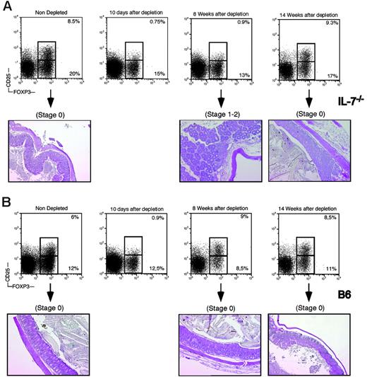 Figure 7. In vivo depletion of CD25+ T cells in IL-7–/– and wild-type mice. (A) IL-7–/– mice were depleted of CD25+ T cells by 10 daily injections of anti-CD25 antibodies. (Top panels) Flow cytometric analysis of CD25 and Foxp3 expression in gated CD4 cells in the spleen of depleted mice. (Bottom panels) Histologic analysis of the colon of mice at the indicated times before or after depletion. (B) B6 mice were depleted of CD25+ T cells by 10 daily injections of anti-CD25 antibodies. (Top panels) Flow cytometric analysis of CD25 and Foxp3 expression in gated CD4 cells in the spleen of depleted mice. (Bottom panels) Histologic analysis of the colon of mice at the indicated times before or after depletion.