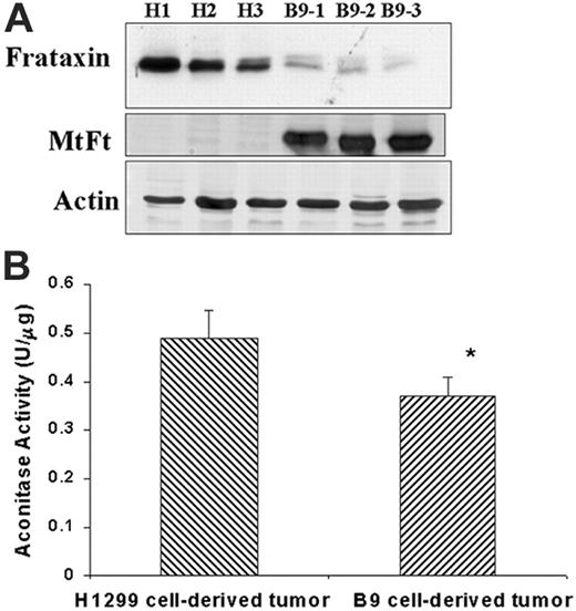 Figure 3. Effects of MtFt expression on frataxin expression and aconitase activity in tumors. (A) Frataxin and MtFt expression (Western blotting) in H1299-derived tumors (H) and MtFt-expressing tumors (B9). (B) Total aconitase activities of fresh whole tumor lysates (*P < .01 compared with H1299 cell–derived tumors).