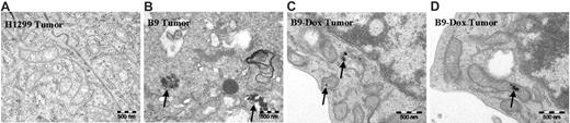 Figure 4. Transmission electron micrographs of H1299 and B9 (MtFt-expressing) tumors. No mitochondrial iron accumulation was observed in H1299 cell–derived tumors (A), whereas conspicuous iron deposits were detected in mitochondria of B9 cell–derived tumors (B). Oral administration of doxycycline to mice bearing B9 cell–derived tumors virtually abrogated mitochondrial iron accumulation (C-D). Representative transmission electron micrographs are shown. For all images, total original magnification is × 44/400.