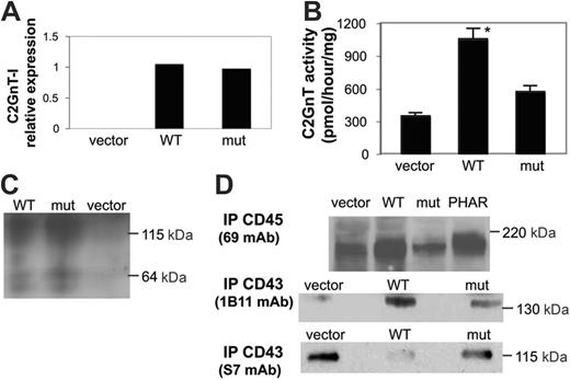 Figure 5. The S158C mutation in C2GnT-I reduces enzyme activity. BW5147 murine T cells lack C2GnT-I. BW5147 cells were transfected with wild-type C2GnT-I (WT), mutant C2GnT-I with the S158C mutation (mut), or vector alone. (A) Relative expression of WT or mut C2GnT-I mRNA in transfected cells was analyzed by real-time RT-PCR. Clones with similar C2GnT-I mRNA expression, calculated as C2GnT-actin ratios, were selected for further analysis; these were designated WT clone 6 and mut clone 2. (B) Total membrane extracts of selected clones were analyzed for C2GnT activity. Cells expressing mutant C2GnT-I or vector alone had comparable activity, whereas cells expressing WT C2GnT-I had increased enzyme activity (*P < .001 for WT compared with vector or mut). Values are mean ± SD for duplicates and are from 1 of 6 independent experiments. (C) The S158C mutation does not affect enzyme dimerization. For analysis of C2GnT, total membrane extracts of the clones in panel A were separated by 10% SDS-PAGE under nonreducing conditions, blotted to nitrocellulose, and probed with rabbit polyclonal antiserum to C2GnT. C2GnT dimers (∼ 115 kDa) were observed in cells expressing WT or mutant C2GnT-I. A minor fraction of monomeric enzyme (∼ 64 kDa) was detected in both samples. (D) Glycosylation of the primary C2GnT acceptor substrates, CD43 and CD45. (Top) CD45 was precipitated from BW5147 cells transfected with vector alone, WT C2GnT-I, or mutant C2GnT-I, or PhaR2.1 cells that express endogenous C2GnT. BW5147 cells expressing WT C2GnT-I demonstrated increased CD45 heterogeneity comparable to that seen for CD45 from PhaR2.1 cells, indicating that WT C2GnT-I expression increased CD45 glycosylation. BW5147 cells expressing mutant C2GnT-I demonstrated minimal CD45 heterogeneity, comparable to that seen from cells transfected with vector alone. (Bottom) CD43 was precipitated with the 1B11 mAb that recognizes murine CD43 modified with core 2 O-glycans or the S7 mAb that recognizes murine CD43 modified with core 1 O-glycans, and immunoblotted with the same mAb used for precipitation. 1B11-reactive CD43 was detected in cells transfected with C2GnT-I, whereas S7-reactive CD43 was detected in control cells and was the primary band detected in cells transfected with mutant C2GnT-I.