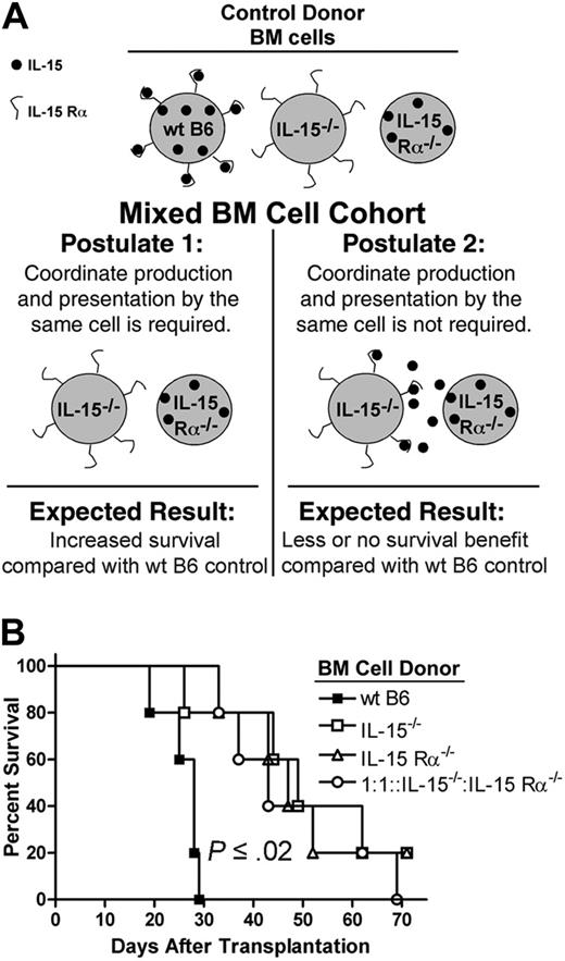 Figure 2. IL-15 is coordinately expressed with IL-15 Rα in acute GVHD. (A) Rationale behind the mixed BM cell experiment. Wild-type B6 control donor BM cells can produce IL-15 for presentation by IL-15 Rα. IL-15–/– and IL-15 Rα–/– control donor BM cells are each genetically deficient in IL-15 signaling and each confers a survival benefit compared with wt B6 BM cells. In postulate 1, IL-15 Rα–/– donor BM cells produce IL-15 whereas IL-15–/– donor BM cells have IL-15 Rα. Because it is postulated that the same cell must produce and present IL-15, it is expected that survival will not be adversely affected in the mixed BM group. In postulate 2, coordinate production and presentation is not required. Thus, IL-15 Rα–/– donor BM cells produce IL-15, which is captured and presented by IL-15–/– donor BM cells, thereby restoring IL-15 signaling and reducing or eliminating any survival benefit in the mixed BM group compared with wt B6 control. (B) Lethally irradiated wt B6D2F1 mice (n = 5 per group) underwent transplantation with 5 × 106 wt B6 splenic T cells and 1 × 107 TCD BM cells from either wt B6 (▪), IL-15–/–B6 (□) or IL-15 Rα–/– B6 mice (▵). A fourth cohort of mice underwent transplantation with 1 × 107 TCD BM cells from IL-15–/– and IL-15 Rα–/– B6 mice mixed at a 1:1 ratio (○). Survival times were compared using the logrank test and results were consistent with postulate 1.