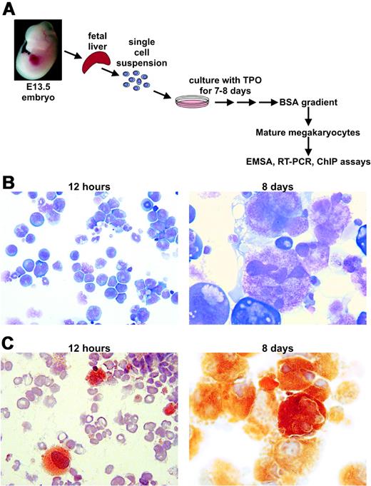 Figure 2. Schematic for use of murine fetal liver–derived primary megakaryocytes. (A) Illustration of the procedure for isolating mature megakaryocytes from murine fetal liver cells. (B) May-Grunwald/Giemsa stain of the initial cell mixture 12 hours after isolation and dispersion into culture media, and after 8 days of growth in media (original magnification of both images = 500-fold). (C) AchE stain of the initial cell mixture 12 hours after isolation and dispersion into culture media, and after 8 days of growth in media (original magnification of both images = 500-fold).