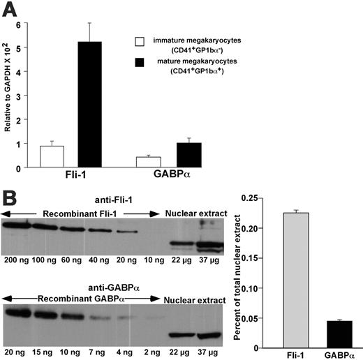 Figure 3. Relative expression of Fli-1 and GABPα in murine fetal liver–derived megakaryocytes. (A) Steady-state RNA levels measured by quantitative real-time RT-PCR of Fli-1 and GABPα both relative to GAPDH in CD41+/GPIbα–immature megakaryocytes (□) and CD41+/GPIbα+ mature megakaryocytes (▪). (B) Relative protein levels of Fli-1 and GABPα in mature megakaryocytes. On the left, Western blots of known amounts of nuclear extracts were compared to known concentration of the appropriate recombinant proteins to determine the relative ratio of GABPα to Fli-1 proteins in nuclear extracts from fetal liver–derived mature megakaryocytes. Quantitative analysis by QuantImage analysis is shown on the right. For all studies in panels A and B, the mean ± one SD of 3 experiments, each in triplicate, is shown.