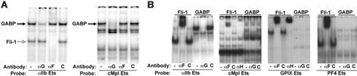 Figure 4. Preference of GABPα and Fli-1 binding to the proximal promoters of early versus late megakaryocytic genes by EMSA. (A) EMSA gels using nuclear extracts from primary megakaryocytes are shown. On the left, the probe is the same as in Figure 1 and on the right, the probe involves the functional Ets site in the proximal promoter region of the murine cMpl gene.30 (B) EMSA using nuclear extract from COS cells or COS cells overexpressing HA-Fli-1 are shown. Equal amounts of extracts were used in each set of gels, allowing direct comparisons of relative binding intensity. αH = anti-HA tag antibody. Supershift of the HA-Fli-1 was done either using αF alone (αIIb and PF4) or with αH (cMpl and GPIX). All gels are representative studies of at least 3 similar studies with similar outcomes.