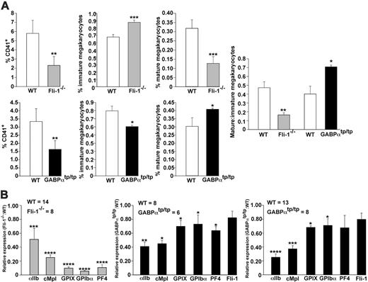 Figure 6. Analysis of megakaryocytes and megakaryocytic gene expression in the Fli-1–/– and GABPαtp/tp mice. (A) Total fetal liver cells from E11 at 12 hours culture as in Figure 2 were used to study the relative number of immature and mature megakaryocytes in fetal hematopoietic tissue. These cells were stained with FITC-conjugated anti-CD41 and phycoerythrin (PE)–conjugated anti-GPIbα antibodies and subjected to flow cytometry. Top left shows the analysis of 9 Fli-1–/– fetal liver samples and 9 WT littermates. Bottom left shows the analysis of 6 GABPαtp/tp fetal liver samples and 6 WT littermates. At the right of the figure, the relative levels of mature to immature megakaryocytes for each phenotype compared to their WT siblings are shown. * = P < .005; ** = P < .001; and *** = P < .0001 relative to WT control. The mean ± one SD is shown for each study. (B) Megakaryocyte-specific gene expression patterns in Fli-1–/– and GABPαtp/tp mice fetuses were studied using RNA extracted from E11 embryos (left 2 panels) or E12.5 fetal liver cells (right panel) and subjected to real-time RT-PCR for the messages indicated. The number of fetuses studied in each group is indicated. For all studies, * = P < .005; ** = P < .001; *** = P < .0001; and **** = P < .000 01 relative to WT control. The mean ± one SD is shown for each study.