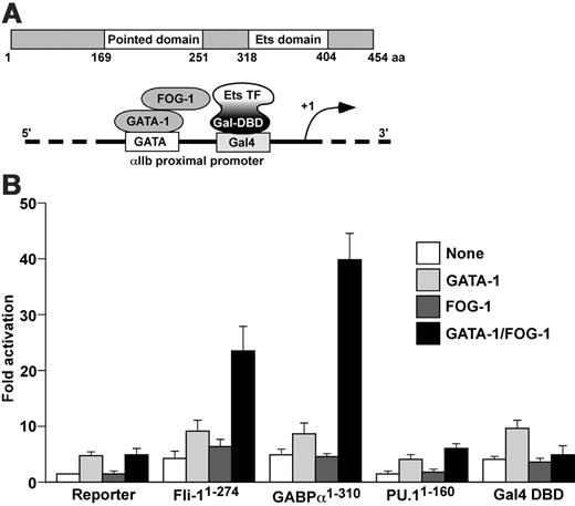Figure 7. GABPα as well as Fli-1 mediates GATA-1/FOG-1 synergy at the αIIb promoter. (A) Schematic representations of the preserved domains of GABPα (top) and of the vector system used in the assay (bottom). The reporter construct contained 100 bp of αIIb promoter region in which a GAL4-binding site was substituted for the Ets-binding site. GAL4 fusion constructs of 3 different Ets transcription factors, Fli-1, GABPα, and PU.1, were coexpressed with GATA-1 and FOG-1 as indicated in panel B. (B) Transient expression studies done in NIH3T3 cells with the modified 100-bp αIIb promoter reporter construct ± GATA-1 ± FOG-1 in the presence of the indicated recombinant protein at the bottom. The mean ± one SD of 3 experiments, each in triplicate, is shown.