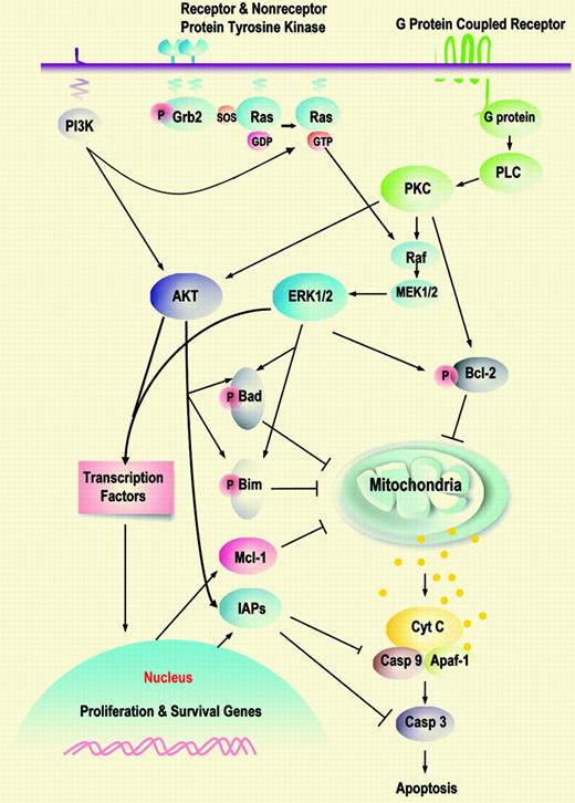 Prosurvival signaling pathways and their downstream targets. See the complete figure in the article beginning on page 2358.