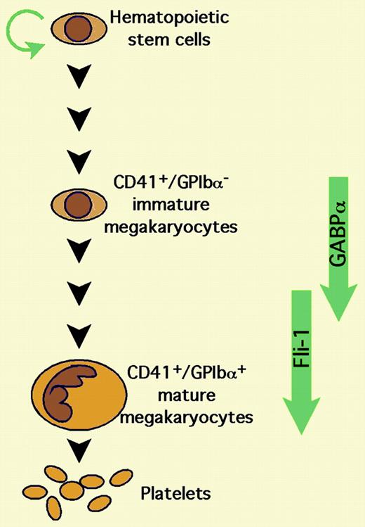 GABPα versus Fli-1 during megakaryopoiesis.