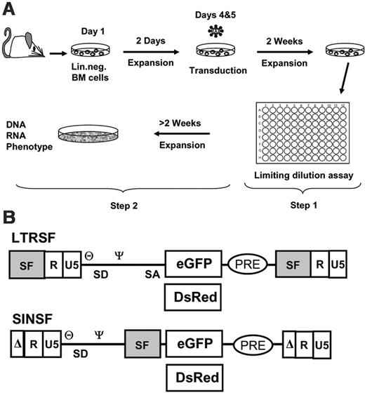 Figure 1. Experimental setup and vectors. (A) Murine Lin- cells were isolated, prestimulated, and transduced with cell-free vector supernatants with the use of MOIs, as indicated in Table 1. The cells were expanded as a mass culture for 2 weeks and subsequently selected on a 96-well plate (step 1). Randomly picked clones were further expanded to numbers exceeding 106 for phenotyping and to harvest DNA and RNA (step 2). (B) Retroviral vectors used for transduction shown as proviruses. LTRSF is an LTR-driven retroviral vector that has been previously described (SF91).14 It contains a splice-competent leader region, including the primer binding site (θ) and the packaging signal (Ψ), and encodes either eGFP or DsRed. The U3 region containing all the enhancer/promoter elements is derived from spleen focus-forming virus (SF). SINSF is a self-inactivating (SIN) retroviral vector.15 The U3 region is almost completely deleted, leaving only the integrase attachment sites intact. eGFP and DsRed are driven by the SF enhancer/promoter, identical to the cis-elements used in the LTR-driven vector.