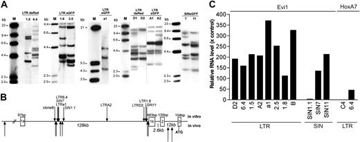 Figure 4. Genetic analyses of insertional mutants obtained after step 2. (A) Representative Southern blot analysis using 10 μg genomic DNA of expanded clones. Only selected clones of each experiment are shown displaying a different band pattern within each blot. The cDNA for eGFP or DsRed or a fragment spanning the wPRE were used for probing. Clone names are indicated above each lane. (B) Location of insertions into the Evi1 allele. The Mds1 locus lies further upstream in the same transcriptional orientation. LTR and SIN vectors recovered in our in vitro studies show the same pattern, consistent with our previous findings made with LTR vectors in dominant or leukemic clones in vivo.7,8,12 (C) Quantitative real-time PCR was used to determine the transcript level of Evi1 or HoxA7. Bars represent the relative enhancement compared with expression levels in mock-transduced and expanded cells. Clone 6.4 contains a vector insertion upstream of HoxA7, whereas clone C4 does not. Each PCR was performed in triplicate, and bars represent the mean of 3 CT values. Values for clones 1.5 and a1 represent the average of 2 independent determinates performed in triplicate.
