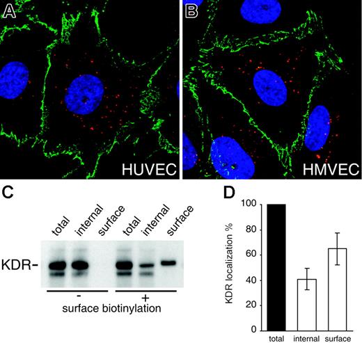 Figure 1. In unstimulated endothelial cells, KDR is contained in an internal vesicular pool. (A) Unstimulated HUVECs and (B) unstimulated HMVECs stained for endogenous KDR (red). The boundaries of the cells are visualized by staining with the endothelial cell-cell adhesion molecule VE-cadherin (green). Nuclei are stained with DAPI (blue). (C) Analysis of the surface and intracellular pools of KDR in unstimulated HUVECs. Surface KDR was labeled with the membrane-impermeant biotinylation reagent sulfo-NHS-SS-biotin, as described in “Biochemical quantification of KDR trafficking.” Biotinylated surface KDR was collected by binding to streptavidin-agarose. Aliquots of the total cell lysate, surface fraction, and internal fraction were then analyzed by Western blotting with an anti-KDR antibody. No KDR was retrieved in the surface fraction in the absence of biotinylation. (D) Densitometric quantification of the relative surface and internal pools of KDR (mean ± SD; n = 3).