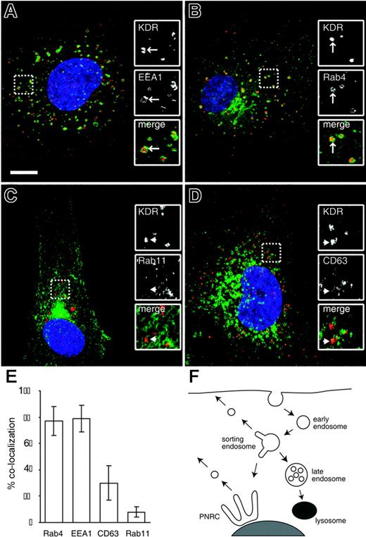 Figure 2. The internal KDR pool is composed mainly of early endosomes and Rab4+ recycling endosomes. Unstimulated HUVECs were either stained for endogenous EEA1 (A), transfected with GFP-Rab4 (B) or GFP-Rab11 (C), or stained for endogenous CD63 (D; all in green). Cells were costained for endogenous KDR in each case (red). Nuclei are stained with DAPI (blue). Inset panels show magnified portions of each image, as indicated (dashed squares). Bar represents 10 μm. (E) The percentage of total KDR+ vesicles that colocalize with each of the 4 endosomal markers (mean ± SD; n ≥ 14). (F) A model of the canonical pathways of endocytic sorting. Receptors enter the cells through clathrin-mediated endocytosis and are trafficked in EEA1+ early endosomes to an EEA1+/Rab4+ sorting endosomal compartment. Receptors can be recycled from here either through the Rab4-dependent short-loop or through the long-loop via the perinuclear recycling compartment (PNRC), marked by Rab11. RTKs such as the EGF and PDGF receptors are not recycled but are instead sorted to CD63+ late endosomes and then to the lysosomal compartment for degradation.