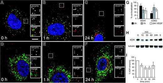 Figure 3. VEGF stimulation redirects KDR to the late endosomal compartment, but only a fraction of receptor undergoes subsequent lysosomal degradation. HUVECs were stimulated with 100 ng/mL VEGF for 0 hours (A,D), 1 hour (B,E), or 24 hours (C-D) and then fixed and stained (green) for endogenous EEA1 (A-C) or CD63 (D-F). All cells were costained for endogenous KDR (red). Nuclei are stained with DAPI (blue). Inset panels show magnified portions of each image, as indicated (dashed squares). Bar represents 10 μm. (G) The percentage of KDR+ vesicles that colocalized with EEA1+ vesicles or CD63+ vesicles at the 3 time points was quantified (mean ± SD; n ≥ 16). Degradation of KDR over the same time course of VEGF stimulation was determined by Western blotting of HUVEC lysates (H). The lower portion of the Western blot was probed for tubulin to confirm equal loading between samples. (I) Densitometric quantification of the degradation time course experiments (mean ± SD; n = 4).
