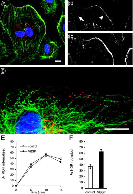 Figure 4. VEGF stimulation provokes recycling of KDR to the cell surface. HUVECs were stimulated with 100 ng/mL VEGF for 30 minutes and then fixed and stained (green) for F-actin (C) and endogenous KDR (B; red). Nuclei are stained with DAPI (blue). Panel A shows the merged image. In panel B, peripheral clusters of KDR+ vesicles (arrow) and a KDR-enriched membrane protrusion (arrowhead) are indicated. (D) HUVECs were stimulated with 100 ng/mL VEGF for 30 minutes and then fixed and stained for tubulin (green) and endogenous KDR (red). Peripheral KDR+ vesicles can been seen aligned with microtubules directly beneath the cell surface. Bar represents 10 μm. (E) HUVECs were surface biotinylated and then incubated in the presence (•) or absence (○) of 50 ng/mL VEGF. At the time points indicated, biotin on surface KDR was cleaved by incubation with MesNa, and then the remaining biotinylated KDR (internalized) was quantified by ELISA, as described in “Biochemical quantification of KDR trafficking.” Data represent the mean ± SEM of 3 independent experiments. (F) A similar assay was used to measure the rates of KDR recycling over a 35-minute time course (20 min internalization, 15 min recycling), as detailed in “Biochemical quantification of KDR trafficking.” Cells were treated with (▪) or without (□) 50 ng/mL VEGF. VEGF stimulation caused a significant increase in the rate of KDR recycling (P < .001). Data represent the mean ± SEM of 5 independent experiments.