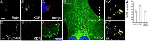 Figure 5. Peripheral KDR+ vesicles carry Src tyrosine kinase. HUVECs were stimulated with 100 ng/mL VEGF for 30 minutes and then fixed and stained for endogenous KDR (red). (A-C) Cells were transfected with GFP-Rab4. (D-F) Cells were costained for PECAM (green), which stained a broad ribbon beneath the sites of cell-cell contact. Clusters of peripheral KDR+ vesicles could be observed at the base of some of these structures (F; arrows); however, these KDR+ vesicles did not contain PECAM (D). (G-I) Cells were transfected with GFP-Src. Panels H and I show a magnified section of panel G (dashed square). Arrowheads indicate the positions of peripheral KDR+ vesicles that colocalize with Src. Nuclei are stained with DAPI (blue). Bar represents 10 μm. (J) HUVECs were surface biotinylated and then incubated in the presence or absence of 50 ng/mL VEGF or with VEGF and 1 μM AP23464. KDR recycling over a 35-minute time course (20 min internalization, 15 min recycling) was measured as described in “Biochemical quantification of KDR trafficking.” Data represent the mean ± SEM of 3 independent experiments. As for measurements of receptor internalization, VEGF stimulation significantly stimulated KDR recycling (P = .006), whereas addition of Src inhibitor reduced the VEGF stimulation back to the basal rate (P = .002).