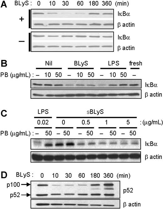Figure 3. BLyS stimulates NF-κB activation. (A) After cell stimulation with 200 ng/mL LBLyS for each indicated time point at 37°C, cell extracts were analyzed for IκBα degradation. Unstimulated cells were used as a control (bottom panel). (B) Cells were stimulated with 200 ng/mL LBLyS or 20 ng/mL LPS for 30 minutes ± 10 or 50 μg/mL polymyxin B (PB), and cell lysates were immunoblotted for IκBα. (C) Cells were stimulated with the indicated concentrations of SBLyS or LPS for 30 minutes ± 50 μg/mL polymyxin B before analysis of IκBα levels by immunoblotting. (D) Cells were stimulated as described in panel A, and cell lysates were analyzed for p52 expression levels. β-Actin was used as a loading control in all experiments.