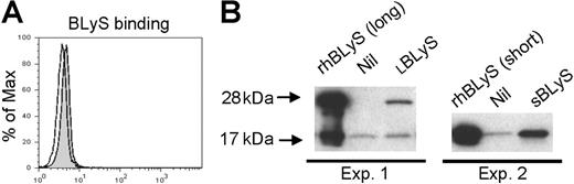 Figure 5. BLyS binding in monocytes. (A) Freshly isolated monocytes were incubated without (open curve) or with (gray shaded curve) flag-tagged BLyS, and binding was visualized by flow cytometry using a biotinylated anti-flag antibody and PE-streptavidin. (B) Freshly isolated monocytes were incubated with LBLyS (Exp 1) or SBLyS (Exp 2), or without BLyS (Nil) before washing, cell lysis, and analysis of BLyS binding by Western blotting
