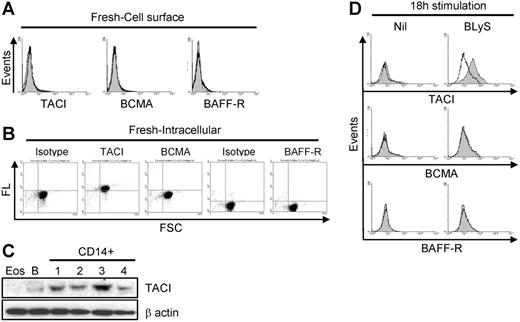 Figure 6. TACI expression in monocytes. (A) Surface staining of TACI, BCMA, and BAFF-R on freshly isolated monocytes. Specific receptor expression is indicated by the gray shaded curves, and isotype control staining is indicated by the open curves. (B) Intracellular staining of TACI, BCMA, and BAFF-R in freshly isolated monocytes. Fluorescence levels (FL) for each antibody are shown on the ordinate and forward light scatter (FSC) is shown on the abscissa. (C) Expression of TACI by Western blot analysis in freshly isolated CD14+ monocytes, B cells (B; positive control), or eosinophils (Eos; negative control). β-Actin was used as a loading control. (D) Cells were cultured with or without 200 ng/mL LBLyS overnight, and then analyzed for surface expression of TACI, BCMA, or BAFF-R on viable cells as determined by FSC versus SSC. Isotype controls and fluorescence controls were performed for each sample (open curves).