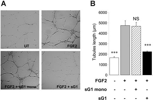 Figure 1. sHLA-G1 inhibits FGF2-mediated HUVEC capillary tubule-like formation. (A) In vitro tubule-like capacity of HUVECs. HUVECs were seeded on Matrigel in the absence (UT, untreated) or presence of FGF2 (10 ng/mL) and after the addition of sG1 or sG1mono (1 μg/mL). Photographs of each well were taken after 24 hours, and angiogenesis was quantified as described in “Materials and methods.” Data are representative of 5 separate experiments, each performed in triplicate. After sG1 treatment, the branches and tubules formed were less developed than in sG1mono-treated or untreated HUVECs. (B) Branches from each cell were counted from 1 representative field per well. Data indicate the mean ± SEM of 3 wells and are representative of 5 independent experiments. Images were visualized using a Nikon Eclipse E-800 microscope equipped with a Plan Apo 4×/0.2 NA objective. Images were acquired using a Nikon DXM-1200F camera with Nikon ACT-1 software, and were processed using Morphoexpert software version 2.5 (Explora Nova). ***P < .001, ANOVA.