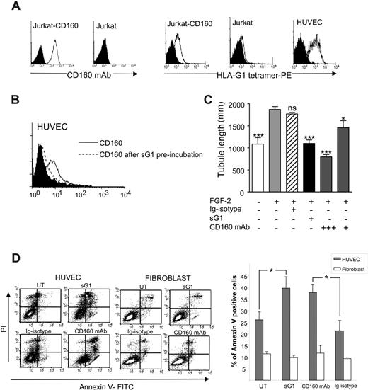Figure 7. sHLA-G1 binds to the CD160 receptor expressed by endothelial cells. (A, left) anti-CD160 mAb (open profiles) stains Jurkat-CD160 but not untransfected Jurkat (filled profiles, isotype control). Flow cytometry analysis. (right) sHLA-G1 tetramer binds to HUVECs and Jurkat-CD160 control transfectant (open profiles) but not to untransfected Jurkat cells (filled profiles, control staining with streptavidin-PE). Flow cytometry analysis. (B) Recombinant sHLA-G1 (sG1) blocks CD160 mAb binding to HUVECs (filled profile, isotype control). Flow cytometry analysis. Results are representative of 3 independent experiments. (C) Soluble CL1-R2 anti-CD160 mAb triggers inhibition of in vitro angiogenesis. HUVECs were seeded on Matrigel in the presence or absence of FGF2 (10 ng/mL) and sHLA-G1 (sG1, 1 μg/mL) or CD160 mAb (+++, 10 μg/mL; +, 1 μg/mL) or IgG1-isotype control (10 μg/mL). Photographs of each well were taken after 24 hours and angiogenesis quantified. Results are mean ± SD of triplicate wells and are representative of 5 independent experiments. ***P < .001. *P < .005. ns indicates not significant (ANOVA) compared with FGF2-treated cells. (D) Soluble CL1-R2 anti-CD160 mAb induces HUVEC but not fibroblast apoptosis. HUVECs were treated with sG1 (1 μg/mL), CD160 mAb (10 μg/mL), or control IgG1 (10 μg/mL) or were untreated (UT) for 50 hours in the presence of VEGF (50 ng/mL). Apoptotic cells were detected by flow cytometry using annexin V/PI double staining. (Left) Results of representative experiment. (Right) Histograms. Data are shown as mean ± SEM percentage of annexin V-positive cells. *P ≤ .02, Student t test.