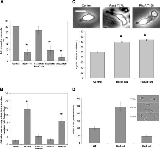 Figure 1. Rac1 and RhoA regulate neutrophil chemotaxis. (A-B) Chemotaxis in human neutrophils expressing dominant-negative Rac1. Human neutrophils were treated with GTPase mutants at 9 μg/mL (dominant negative) or 12 μg/mL (constitutively active) in the presence of Bioporter reagent as described in “Materials and methods.” The cells were then stimulated with a point source of chemoattractant, and the movement of the cells was recorded at 30-second intervals for 15 minutes. At these relatively low levels of expression of the dominant-negative mutants, inhibition of either Rac1 or RhoA activity results in marked reduction in the ability of human neutrophils to chemotax toward a point source of fMLP (A). Positive values represent the percentage of cells that moved freely toward the point source over a 15-minute interval. This was associated with a marked defect in tail retraction (quantified in B). Cells that sensed the gradient but exhibited elongated tails (inset in panel C; bar = 10 μM) and the inability to move toward the chemoattractant point source over the course of the 15-minute period were counted. Cells expressing Rac1T17N that were treated with RhoAG14V were now able to chemotax effectively (A), associated with a restoration of the cell's ability to retract the uropod, quantified in panel B. Data are derived from 4 to 8 experiments, and for each treatment in each experiment the movement of 40 to 100 cells was tracked. (C) Cell morphology during chemotaxis following Rac inhibition in human neutrophils. Cell length measurements were made on live human neutrophils undergoing chemotaxis as described in “Materials and methods.” The values are derived from 4 to 7 experiments and are an average ± standard error from 150 to 350 cells per condition. Measurements were made at random times during the 15-minute duration of the experiment, and thus represent an “average” over this time frame. The differences in cell length were highly significant (P < .001). Inset images were visualized using a 60×/1.45 NA objective lens. (D) Cell morphology during chemotaxis in Rac-deficient mouse neutrophils. Quantification of perturbed tail retraction in Rac1-null mouse neutrophils, as shown in the representative photomicrograph of neutrophils in an fMLP gradient (inset). Rac1-null neutrophils display poor tail retraction compared with wild-type and Rac2-null neutrophils. The average Rac1-null neutrophil length in fMLP-stimulated cells (head to tail) is more than twice as long as in stimulated wild-type cells (mean of 50 cells per genotype). Bar = 10 μm.
