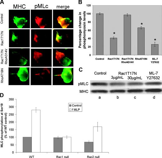 Figure 3. Chemoattractant-mediated phosphorylation of myosin light chain requires Rac1. (A) Effect of GTPase mutants on phosphorylation of myosin light chain in human neutrophils. Human neutrophils were transduced with the indicated GTPases using BioPorter reagent, globally stimulated with 1 μM fMLP, fixed, and simultaneously stained with antibodies to myosin heavy chain (green) and phosphorylated MLC (red). There is a significant reduction in myosin phosphorylation upon treatment with Rac1T17N compared with control. In contrast, phosphorylation is significantly restored by RhoAG14V. Inhibition of RhoA by RhoAT19N also suppresses MLC phosphorylation. Cells shown are representative of more than 20 cells screened per condition. (B) Suppression of myosin light chain phosphorylation by Rac1T17N. Human neutrophils transduced (using BioPorter reagent) with the dominant-negative Rac1T17N mutant (3 μg/mL), with dominant-negative RhoA (9 μg/mL), with Rac1T17N (3 μg/mL) plus constitutively active RhoAG14V (12 μg/mL), or with a combination of the drugs ML-7 and Y27632 (at 20 μM each) to simultaneously inactivate MLCK and Rho kinase, respectively, were stimulated with fMLP and stained with antibodies to MHC and pMLC. After normalization for total myosin, the relative intensity of pMLC, as determined from the immunofluorescent images, was compared with untreated control in the bar graph shown. Values represent an average of at least 100 cells. (C) Biochemical analysis of MLC Ser19 phosphorylation. In addition to single-cell measurements, overall changes in myosin phosphorylation were also measured by immunostaining of blots made from cell lysates. Lane a represents controls; b and c, cells treated with Rac1T17N at 3 and 30 μg/mL, respectively; and d, cells treated with a combination of ML-7 and Y27632 (20-μM each). (D) Myosin II phosphorylation requires Rac1 activity in mouse neutrophils. Quantitation of immunoblots of phospho-myosin II regulatory light chain (MLC) in bone marrow neutrophils exposed to fMLP (1 μM). FMLP-mediated phospho-MLC level increases in a similar pattern in wild-type and Rac2-null neutrophils over 120 seconds, but is severely perturbed in Rac1-null neutrophils.