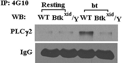 Figure 2. Btk is required for bt/VWF-induced GPIb-dependent phosphorylation of PLCγ2. In contrast to results obtained using WT platelets, PLCγ2 was not tyrosine phosphorylated in Btkxid/Y platelets stimulated with bt/VWF. These results demonstrate that activation of PLCγ2 is dependent on Btk function.