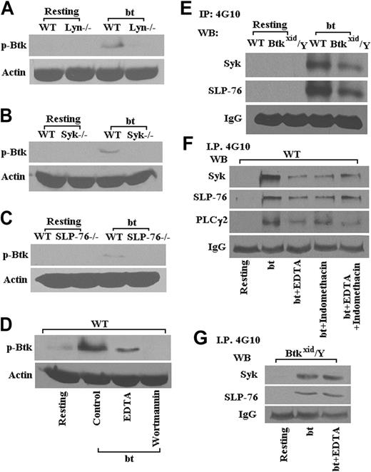 Figure 3. Lyn, Syk, SLP-76, and PI3K are required for Btk phosphorylation (Tyr223) in platelets stimulated with bt/VWF. Btk (Tyr223) was not phosphorylated in Lyn-/- (A), Syk-/- (B), and SLP-76-/- (C) platelets in response to bt/VWF; the PI3K inhibitor wortmannin (100 nM) also blocked Btk (Tyr223) phosphorylation (D). Syk and SLP-76 were phosphorylated in Btkxid/Y platelets stimulated by bt/VWF (E). Phosphorylation of Syk, SLP-76, and PLCγ2 was diminished in the presence of EDTA (5 mM); indomethacin (75 μM) treatment had no greater effect on the phosphorylation of Syk, SLP-76, and PLCγ2 than EDTA alone (F). EDTA also had no effect on the phosphorylation of Syk and SLP-76 in Btkxid platelets (G). These results demonstrate that the activation of Btk in response to bt/VWF stimulation of platelets requires the functions of Lyn, Syk, SLP-76, and PI3K.