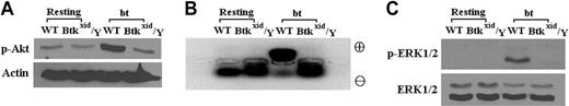 Figure 4. Btk is required for activation of Akt, PKC, and ERK1/2 in platelets stimulated by bt/VWF. In contrast to the results obtained using WT platelets, (A) phosphorylation of Akt was greatly diminished in Btkxid/Y platelets treated by bt/VWF, (B) PKC was not activated in Btkxid/Y platelets stimulated by bt/VWF (this assay demonstrates PKC activity by movement of a phosphorylated peptide substrate toward the positive electrode), and (C) ERK1/2 was not phosphorylated in Btkxid/Y platelets stimulated by bt/VWF.