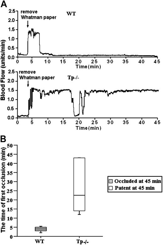 Figure 7. GPIb-dependent FeCl3-induced stable occlusion of the carotid artery requires Tp (thromboxane receptor). (A) The tracings are representative of blood flow in FeCl3-treated exposed carotid arteries of wild-type and Tp-/- mice. Blood flow was monitored for 45 minutes, including a 3-minute treatment starting at zero time with a strip of filter paper soaked in 10% Fe Cl3. The arrow indicates the time of removal of the FeCl3-containing strip of filter paper. (B) Box-plot graphs represent time of first occlusion of carotid arteries (blood flow less than 0.2 mL/min) from 6 WT mice and 6 Tp-/- mice. The results show that the median time required for the first thrombotic occlusion in 6 WT mice was 4 minutes, with a range of 2 to 6 minutes; the median time required for the first thrombotic occlusion in the Tp-/- arteries was 22.5 minutes, with a range of 13 to 45 minutes. Arterial blood flow was occluded in all the wild-type arteries at the end of the monitoring period. On the contrary, all of the treated Tp-/- arteries were patent at the end of the monitoring period. No occlusion occurred in the treated carotid artery of one Tp-/- mouse. These results demonstrate that Tp is required for GPIb-dependent stable thrombus formation in vivo. Bars represent extreme values for times of first occlusion.