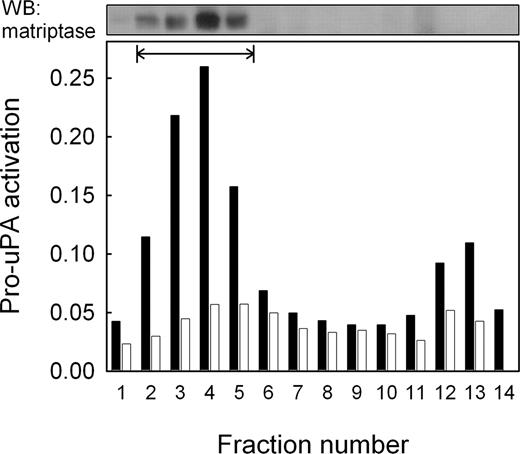 Figure 3. Localization of pro-uPA-activating activity by subcellular fractionation. THP-1 and U937 cells were fractionated by sucrose density gradient centrifugation and the fractions assayed for pro-uPA-activating activity. Data are represented as absorbance due to hydrolysis of the uPA-specific chromogenic peptide substrate S-2444 for THP-1 cells (closed bars) and U937 cells (open bars). Plasma membrane fractions, identified by biotinylation of cell surface proteins (fractions 2 to 5), are shown by the horizontal bar. Matriptase was subsequently detected in these fractions by Western blotting (upper panel). The minor peak of activity in fractions 12 and 13 did not contain detectable levels of matriptase.