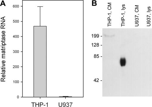 Figure 4. Differential expression on matriptase by THP-1 and U937 cells. (A) RNA was isolated from THP-1 and U937 cells, reverse transcribed, and subjected to qRT-PCR. Values are corrected for RNA content by comparison with 18S ribosomal RNA and shown as mean ± SD (n = 3). (B) Cell lysates (lys, 10 μg protein) and concentrated conditioned medium (CM, 10 μL) were isolated from THP-1 and U937 cells in the presence of protease inhibitor cocktail, subject to 10% SDS-PAGE, and probed with an antibody to matriptase (M32). The mobility of matriptase is consistent with the molecular weight of the form proteolytically processed at Gly149,25 but this does not lead to shedding of the protease as it is not detectable in the cell-conditioned medium.