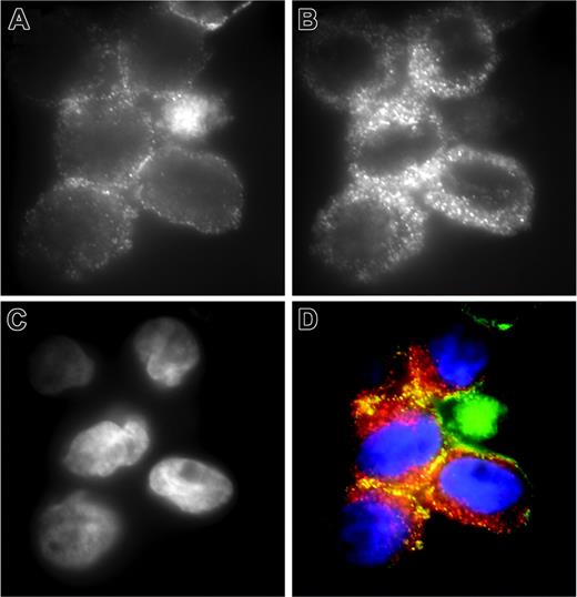 Figure 6. Colocalization of matriptase and uPAR on THP-1 cells. THP-1 cells were fixed with formaldehyde and stained for (A) uPAR using monoclonal antibody R4 and (B) matriptase using polyclonal antibody IM1014. Detection of uPAR and matriptase was with fluorescein- and rhodamine-conjugated secondary antibodies, respectively. (C) Nuclear staining with DAPI. (D) The merged images with uPAR in green, matriptase in red, and DAPI in blue. The specificity of the observed colocalization was demonstrated in control experiments, with cells stained for matriptase and β1-integrin, in which no colocalization was observed in merged images (data not shown).