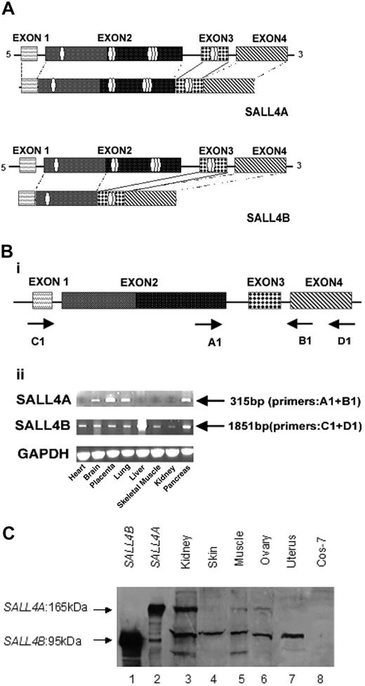 Figure 1. SALL4 has 2 isoforms. Alternative splicing generates 2 variant forms of SALL4 mRNA. (A) SALL4A and SALL4B vary in protein length and in the presence of different numbers of characteristic sal-like zinc finger domains. SALL4A (encoding 1067 amino acids) contains 8 zinc finger domains, while SALL4B (encoding 623 amino acids) has 3 zinc finger domains. Both variants have exons 1, 3, and 4, and SALL4A contains all exons from 1 to 4. However, SALL4B uses an alternative splice donor that results in deletion of the large 3′ portion of exon 2. (B) RT-PCR analysis of SALL4 variants in different human tissues. Four exons of SALL4 and their potential coding structures are illustrated, with arrows indicating the primers used for PCR amplification of the SALL4 transcripts (i). Tissue-dependent expression of SALL4 transcripts by RT-PCR (ii). A 315-bp expected product that was specific for SALL4A with primers A1 (exon 2) and B1 (exon 4) was amplified with cDNAs of various tissues. Primers D1 (exon 4) and C1 (exon 1) were used to amplify the 1851-bp expected product of SALL4B. Comparable amounts of cDNA were determined by GAPDH. (C) SALL4 protein products, SALL4A, and SALL4B identified by a SALL4 peptide antibody. Lysates from Cos-7 cells transiently expressing His-SALL4B (lane 1), His-SALL4A (lane 2), or control vector (lane 8), or lysates from different human tissues were resolved by 10% SDS-PAGE gel, transferred onto a nitrocellulose membrane, and probed with the N-terminal SALL4 peptide antibody.