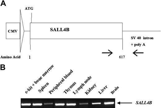 Figure 3. Generation of SALL4B transgenic mice. CMV/SALL4B transgenic construct and PCR analysis of transgenic line 507. (A) Schematic diagram of transgenic construct. The approximately 1.8-kb cDNA of SALL4B was subcloned into a pCEP4 vector, and the CMV/SALL4 construct was excited by digestion with SalI. (B) Tissue distribution of SALL4B in transgenic mice. The location of primers used for RT-PCR amplification is indicated by arrows in panel A. A primer specific for human SALL4B at the C-terminus was used as a 5′ primer, in combination with SV40-noncoding sequence-specific primers for RT-PCR of various tissues.