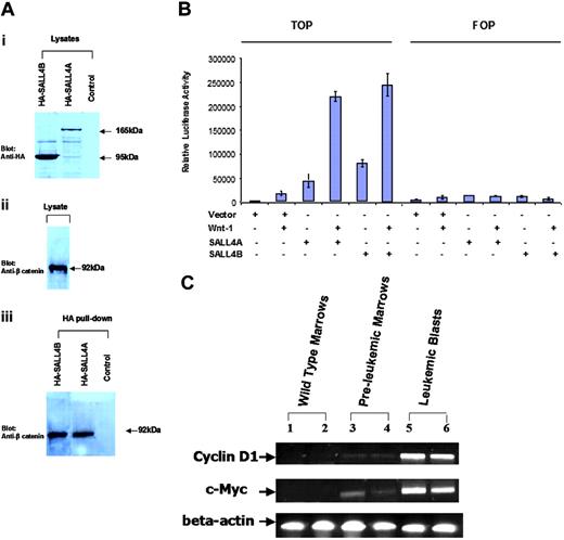 Figure 6. SALL4 and the Wnt/β-catenin signaling pathway. (A) Both SALL4A and SALL4B can interact with β-catenin. Nuclear extracts (lysates) prepared from Cos-7 cells were transiently transfected with HA-SALL4A or HA-SALL4B. (i) Anti-HA antibody recognized both SALL4A (165 kDa) and SALL4B (95 kDa). (ii) β-Catenin was detected in the lysates. (iii) Immunoprecipitation was performed with the use of an HA affinity resin and detected with an anti-β-catenin antibody. β-Catenin was readily detected in both HA-SALL4A and HA-SALL4B pull-downs. Untransfected cells subjected to the same immunoprecipitation condition as the transfected cells were used as a control. (B) Activation of the Wnt/β-catenin signaling pathway by both SALL4A and SALL4B. HEK-293 cells were transfected with 1.0 μg of either mock alone, or SALL4A or SALL4B plasmid, with or without Wnt1 (including Wnt1, and its coactivators: LRP6, MESD, and F25), and TOPflash (TOP) or FOPflash (FOP) reporter plasmid (Upstate USA, Chicago, IL). After 24 hours, luciferase activity was measured. SALL4A or SALL4B alone showed more potent activation of Wnt signaling pathway when compared with the positive control Wnt1. In addition, both SALL4 isoforms demonstrated a significantly synergistic activation of the Wnt signaling pathway with Wnt1. Data represent mean ± SD of 3 independent experiments. (C) Up-regulation of c-Myc and Cyclin D1 expression in SALL4B transgenic mice. RT-PCR analysis was performed on total bone marrow cells from 2 wild-type control mice (lanes 1-2), 2 preleukemic transgenic mice (lanes 3-4), and leukemic bone marrow cells from 2 leukemic transgenic SALL4B mice (lanes 5-6). Both c-Myc and Cyclin D1 expression were significantly up-regulated in SALL4B transgenic mice at both preleukemia MDS and leukemic stages. Beta actin was used as an internal standard.