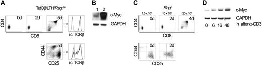 Figure 1. c-Myc expression in response to pre-TCR stimulation. (A) Developmental progression to the DP stage after pre-TCR induction in TetOβ-LTH-Rag1-/- thymocytes. FACS analysis of thymocytes from neonatal thymic organ cultures derived from mice that had been treated with tetracycline during gestation. Thymic lobes were kept in organ cultures in the absence of tetracycline for the indicated times. Top dot plots show CD4 versus CD8 and bottom dot plots show CD44 versus CD25 of gated lin- cells. Histograms show intracellular (ic) TCRβ expression in the DP and the DN4 subsets. (B) c-Myc Western blot of thymocytes from LTH-Rag1-/- and TetOβ-LTH-Rag1-/- mice that had been treated with tetracycline prior to coculturing with OP9-DL1 cells in tetracycline-free growth medium for 24 hours. Thy1+ cells were sorted from the cocultures and total cell lysates were used for Western blotting. Lane 1 shows LTH-Rag1-/-; lane 2, TetOβ-LTH-Rag1-/-. (C) FACS analysis of α-CD3 mAb-induced thymocyte development in Rag-/- mice. Dot plots show thymocyte expression profiles for CD4 versus CD8 (top) and CD44 versus CD25 (bottom, data gated on lin- cells) from Rag-/- mice 0, 2, and 4 days after intraperitoneal injection of α-CD3 antibody. (D) c-Myc Western blot from Rag-/- mice that were injected with 50 μg of α-CD3 mAb at the indicated time points prior to killing. Total thymic lysates were obtained for Western blotting. Results are representative of 4 independent experiments.