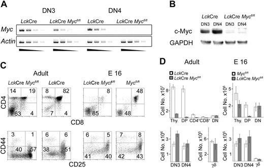 Figure 2. c-Myc ablation at the DN3 stage impacts thymic cellularity and subset distribution. (A-B) Efficiency of c-Myc ablation at the DN3 and DN4 stages of thymocyte development. Semiquantitative c-Myc RT-PCR with 5-fold serial dilutions (A) and c-Myc Western blots (B) were performed on FACS-sorted cells from the indicated mice and subsets. Data shown are representative for 3 independent experiments. (C) FACS analyses for CD4/CD8 (top) and CD44/CD25 (bottom, gated on lin- events) surface expression in LckCre-Mycfl/fl and LckCre (Adult = 5-8 weeks old) or Mycfl/fl (E 16 = Embryonic day 16) mice. Numbers given indicate the percentage of events in the respective quadrant. Data shown represent observations from more than 10 independent experiments (Adult) and 2 independent experiments (E 16). (D) Cellularity was determined by multiplying the number of total thymocytes with the percentages from panel A (for DN3, DN4 also considering the percentage of lin- cells). Error bars indicate SD; Thy, total number of thymocytes; and γδ, TCRγδ+ thymocytes. Numbers of adult animals analyzed to obtain these statistics were as follows (NLckCre-Mycfl/fl, NLckCre): total thymocytes (n = 27, n = 11), DP/CD4+/CD8+/DN (n = 13, n = 6), DN3/DN4 (n = 9, n = 7), and TCRγδ+ thymocytes (n = 10, n = 5). Embryo data are based on 3 Mycfl/fl control embryos and 11 LckCre-Mycfl/fl.