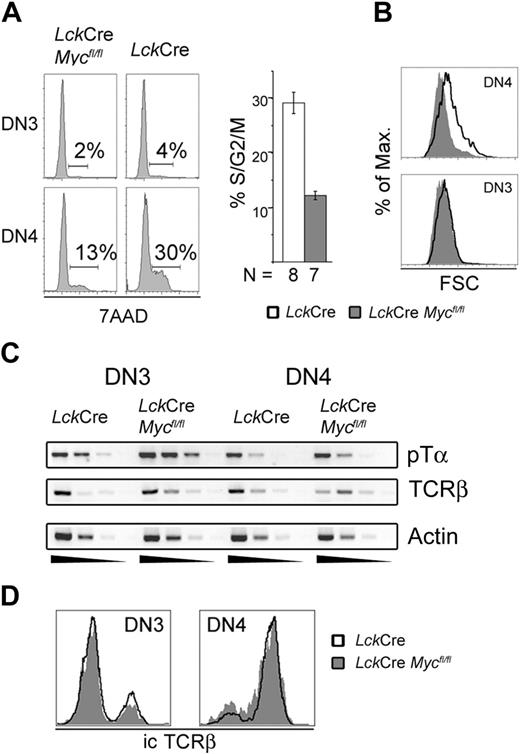 Figure 3. c-Myc ablation inhibits proliferation of DN4-stage thymocytes. (A) 7AAD staining of permeabilized thymocytes. Thymocytes from the indicated mice were surface stained with anti-lin antibodies as well as anti-CD44 and anti-CD25, followed by staining with 7AAD and FACS analysis. Histograms are electronically gated lin-/CD44-/CD25+ (DN3) or lin-/CD44-/CD25- (DN4) cells. Percentages in histograms represent cells in S/G2/M phases of the cell cycle. Histogram bars represent cumulative measurements of 8 control and 7 LckCre-Mycfl/fl cycling DN4 cells. Error bars indicate SD. (B) Cell size. Forward scatter (FSC) profiles of the indicated mice and subsets are shown. (C) Semiquantitative RT-PCR for pTα and TCRβ mRNA expression in DN3 and DN4 thymocytes. RT-PCR for β-actin is used as quantity control. Similar results were observed in 3 independent experiments. (D) Intracellular TCRβ expression in DN3 and DN4 thymocytes. Cells were surface stained as in panel A followed by permeabilization and staining with anti-TCRβ antibodies and FACS analysis. Similar results were obtained in more than 5 independent experiments.