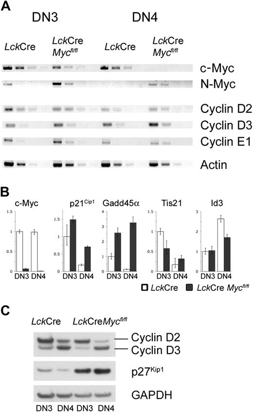 Figure 4. Elevated levels of cell-cycle inhibitors in LckCre-Mycfl/fl thymocytes. (A) Semiquantitative RT-PCR with 5-fold serial dilutions for cell-cycle-related genes performed on c-DNA obtained from FACS-sorted DN3 and DN4 thymocytes. Data sets are representative of observations obtained in 3 independent experiments. (B) Quantitative RT-PCR analyses using RNA prepared from similarly sorted cells were performed in triplicate for the indicated genes. □ represents results for LckCre control; ▪ represents results for LckCre Mycfl/fl mice. Error bars indicate SD. (C) Western blot of sorted cells (2 × 106 per lane) probed with antibodies detecting the indicated proteins. Data are representative of 3 independent experiments.