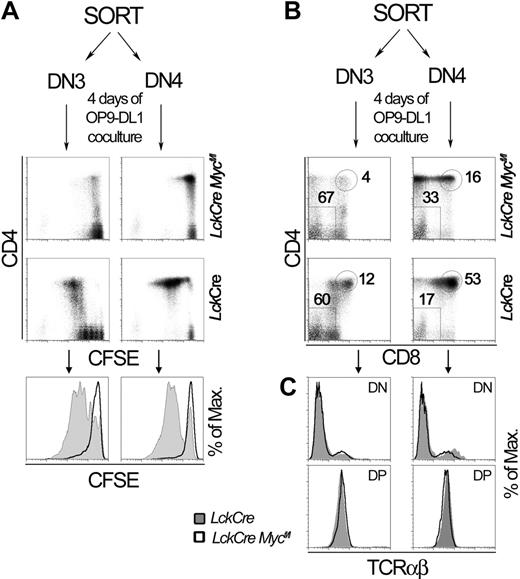 Figure 6. c-Myc-deficient thymocytes differentiate without proliferation. FACS-sorted DN3 and DN4 cells from the indicated mice were labeled with CFSE and cocultured with OP9-DL1 cells for 4 days. Cell suspensions from the OP9-DL1 cocultures were stained with antibodies against CD4, CD8, or TCRαβ and analyzed by flow cytometry. Empty histograms represent results for LckCre Mycfl/fl; filled gray histograms represent results for LckCre control mice. (A) Top panels show 2-parameter dot plots of CD4 versus CFSE staining of the indicated subsets and mice. Bottom panels show histogram overlays comparing CFSE in LckCre versus LckCre-Mycfl/fl cells after the coculture. (B) Top panels show 2-parameter dot plots of CD4 versus CD8 surface staining of the indicated cells and mice. Numbers represent the percentage of total events in the shown gates. (C) TCRαβ surface expression in the gates shown in the 2-parameter dot plots. Arrows depict the starting populations used in the cocultures. In vitro differentiation was observed in 3 independent experiments.
