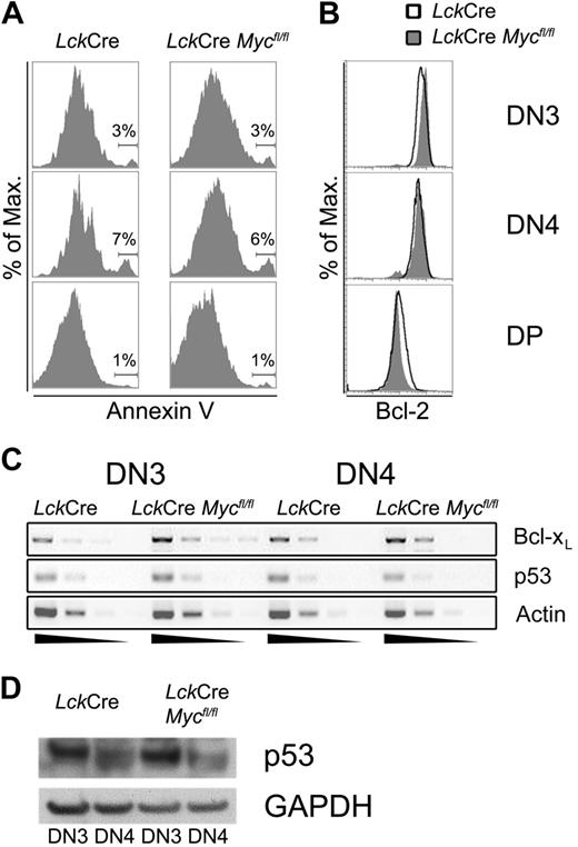 Figure 7. c-Myc ablation does not affect survival of developing thymocytes. (A) Annexin V staining of primary thymocytes. Thymocytes of the indicated mice were stained with antibodies against CD4 and CD8 or against lin, CD44, and CD25 followed by Annexin V and FACS analysis. Histograms of Annexin V staining are electronically gated on the indicated subsets. (B) The same subsets were also analyzed with respect to the expression of intracellular Bcl-2 levels. (C) Expression levels of Bcl-xL and p53 mRNA in FACS-sorted DN3 and DN4 cells as determined by semiquantitative RT-PCR with 5-fold serial dilutions. Semiquantitative RT-PCR for β-actin was used as quantity control (Actin). Similar results were obtained in 3 independent experiments. (D) Protein levels of p53 in FACS-sorted cells (2 × 106 per lane) as determined by Western blot.