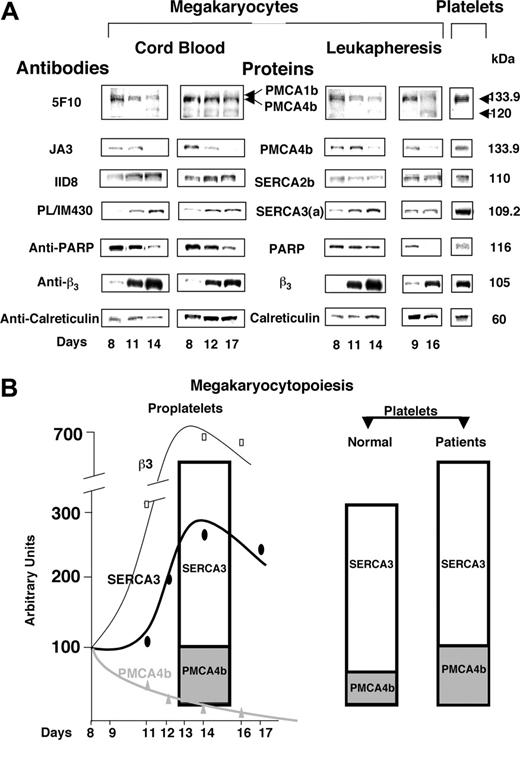 Figure 6. The proteins involved in Ca2+ signaling in the patients exhibit similarities with immature megakaryocytes. (A) CD34+CD41+ cells isolated from both umbilical cord blood (left) and leukapheresis (right) samples were purified by fluorescence-activated cell sorting at day 8 of culture. Three different sorted cell samples were cultured for either up to 14 or to 16 to 17 days, and cells were examined at times shown in the figure. Proteins were treated for WB to detect the same SERCA and PMCA-type Ca2+ ATPases and control proteins as in Figure 5, as well as PARP (n = 5). The intensity of the bands was quantified by densitometry and the mean values obtained at days 8 or 9 were arbitrarily taken as 100% (Figure S1). (B) The summary of densitometric measurements was used to draw the schematic representation of the relative expressions of PMCA4b, SERCA3a, and β3 during megakaryocytopoiesis (left), and in platelets of the patients (right).