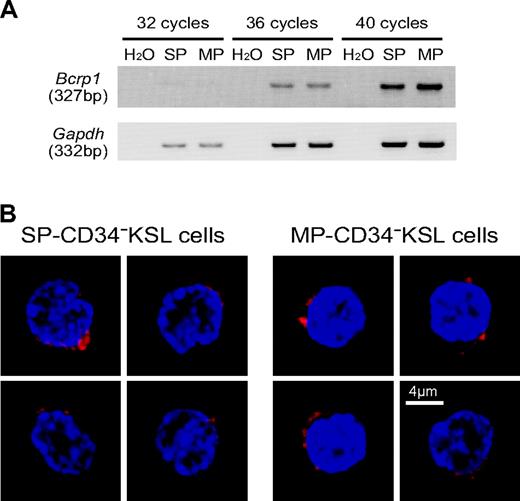Figure 2. Bcrp-1 expression in SP- or MP-CD34-KSL cells. (A) The expression of Bcrp1 and Gapdh was examined by RT-PCR. cDNA was synthesized from total RNA extracted from SP- or MP-CD34-KSL cells. Normalized amounts of cDNA templates were amplified by 32, 36, or 40 cycles. (B) The expression of Bcrp-1 was examined by immunostaining with anti-Bcrp-1 antibody. SP-CD34-KSL cells and MP-CD34-KSL cells were stained with anti-Bcrp-1 antibody, followed by incubation with Alexa-647-conjugated anti-rabbit IgG and DAPI. At least 50 cells were analyzed with a confocal microscope. Two cells are representatively shown for each cell type. Bcrp-1 seems unevenly distributed in the cytoplasm and/or membrane. Scale bar is 4 μm.