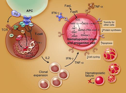 Figure 3. Immune destruction of hematopoiesis. Antigens are presented to T lymphocytes by antigenpresenting cells (APCs), which trigger T cells to activate and proliferate. T-bet, a transcription factor, binds to the interferon-γ (INF-γ) promoter region and induces gene expression. SAP binds to Fyn and modulates SLAM activity on IFN-γ expression, diminishing gene transcription. Patients with aplastic anemia show constitutive T-bet expression and low SAP levels. IFN-γ and TNF-α up-regulate other T cells' cellular receptors and also the Fas receptor. Increased production of interleukin-2 leads to polyclonal expansion of T cells. Activation of Fas receptor by the Fas ligand leads to apoptosis of target cells. Some effects of IFN-γ are mediated through interferon regulatory factor 1 (IRF-1), which inhibits the transcription of cellular genes and entry into the cell cycle. IFN-γ is a potent inducer of many cellular genes, including inducible nitric oxide synthase (NOS), and production of the toxic gas nitric oxide (NO) may further diffuse toxic effects. These events ultimately lead to reduced cell cycling and cell death by apoptosis.
