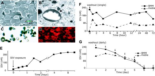 Figure 1. NP-IDV synthesis, cell uptake, and release. Images were captured with a Hitachi H7500 Transmission Electron Microscope (TEM) or a Hitachi S3000N variable pressure Scanning Electron Microscope (SEM). (A) SEM analysis (magnification, ×12 000) showed smooth surfaces of NPs with sizes of approximately 1.6 μm. (B) TEM (original magnification, ×20 000) demonstrated uptake of NP-IDV into BMMs (arrowhead). (C) BMM cytoplasm appeared dark by light microscopic examination due to uptake and concentration of NPs after culture in the presence of NP-IDV for 12 hours. (D) Fluorescence microscopy of BMMs cocultured with rDHPE-NP-IDV (red) confirmed intracellular localization of NP-IDV. Ingested NPs appeared as red fluorescent dots and showed intensity located within cytoplasm. (E) Levels of IDV were assayed by HPLC from lysates of cultured BMMs sampled at specified times. (F) After single washout, extracellular (media) and intracellular (BMM) IDV levels were determined. (G) With subsequent media changes, intracellular and extracellular levels of IDV progressively diminished until reaching a nadir at day 6, when IDV levels fell below the limit of detection.