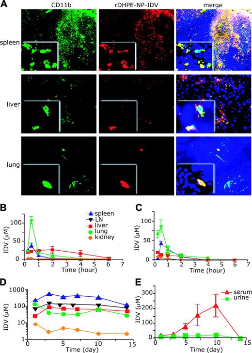 Figure 4. NP-IDV tissue distribution and pharmacokinetics. (A) Sections of spleen, liver, and lung from mice at day 5 after transfer of rDHPE-NP-IDV-labeled BMMs were stained for CD11b and examined by fluorescence microscopy. Higher magnification inserts demonstrate the presence of rDHPE-NP-IDV (red) colocalized in the cell cytoplasm of CD11b+ cells (green). BMMs (yellow) were abundantly present in spleen but were less in liver and lung. (B-E) IDV distribution in targeted tissues and body fluids was assessed in mice treated with a single intravenous dose of (B) IDV sulfate solution, (C) cell-free NP-IDV, or (D-E) NP-IDV-BMMs. In contrast to IDV concentrations in mice treated with NP-IDV-BMMs, nadirs within 6 hours after treatment in mice treated with IDV sulfate solution or NP-IDV, levels were prolonged in tissues and plasma over 14 days in mice treated with NP-IDV-BMMs. Data represent mean ± SEM for 4 mice/group per time point. Magnifications are (originals) × 100 and (insets) × 400.