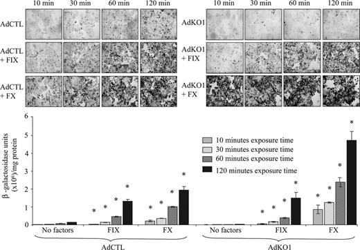 Figure 2. The effect of virus-factor exposure time to HepG2 hepatocytes on transduction. HepG2 cells were infected with AdCTL or AdKO1 in the presence of FIX or FX for varying times (indicated) in serumfree media. Following extensive washing, cells were cultured in serum containing media and harvested at 72 hours after transduction and levels of β-galactosidase determined by X-Gal staining and quantitative analysis. *P < .05 versus virus alone.