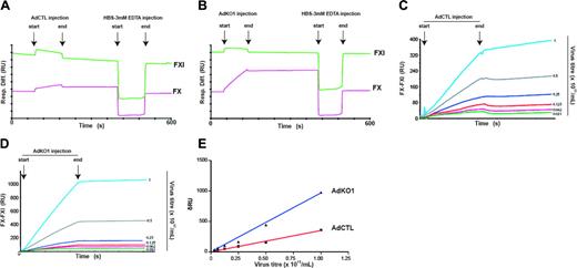 Figure 5. Surface plasmon resonance analysis of FX-Ad interactions. AdCTL or AdKO1 was perfused over FX and FXI immobilized onto a CM5 sensor chip in 50 mM Tris (pH 7.4), 150 mM NaCl, 5 mM CaCl2, and 0.005% Tween 20 at a flow rate of 20 μL/min at 25°C. Depicted are typical sensorgrams following injection of AdCTL (A) and AdKO1 (B) showing association with FX but not FXI, with undetectable dissociation of virus from FX following the end of the injection but ready dissociation upon injection of 3 mM EDTA. The differential sensorgrams, FXI signal subtracted from the FX signal (FX - FXI), showing the association of AdCTL (C) and AdKO1 (D) with FX at various concentrations (× 1011 VP/mL) were superimposed, demonstrating the concentration dependence. The steady-state change in RU (δRU) was plotted against virus concentration (E), and affinity constants were determined by performing nonlinear regression fitting of the data (R 2 values: AdCTL = 0.99 and AdKO1 = 0.99).